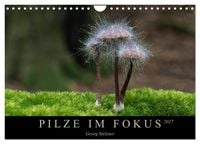 Produktbild: PILZE IM FOKUS 2027 (Wandkalender 2027 DIN A4 quer), CALVENDO Monatskalender