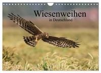 Produktbild: Wiesenweihen in Deutschland (Wandkalender 2026 DIN A4 quer), CALVENDO Monatskalender