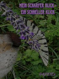 Produktbild: Mein _scharfer_BLICK&iquest;ein_schneller-KLICK&iquest;IDEE+GL&Uuml;CK
