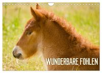 Produktbild: Wunderbare Fohlen (Wandkalender 2027 DIN A4 quer), CALVENDO Monatskalender