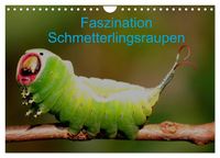 Produktbild: Faszination Schmetterlingsraupen (Wandkalender 2027 DIN A4 quer), CALVENDO Monatskalender