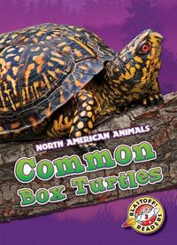 Produktbild: Common Box Turtles