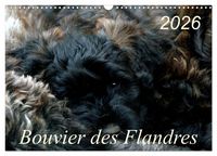 Produktbild: Bouvier des Flandres (Wandkalender 2026 DIN A3 quer), CALVENDO Monatskalender