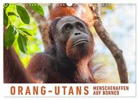 Produktbild: Orang-Utans Menschenaffen auf Borneo (Wandkalender 2027 DIN A3 quer), CALVENDO Monatskalender