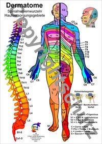 Produktbild: Dermatome - Spinalnervenwurzeln Hautversorgungsgebiete