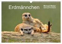 Produktbild: Erdm&auml;nnchen - Tierkinder (Wandkalender 2027 DIN A3 quer), CALVENDO Monatskalender