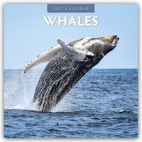 Produktbild: Whales &ndash; Wale 2027 &ndash; 16-Monatskalender
