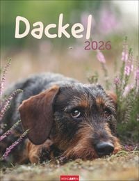 Produktbild Dackel Kalender 2026