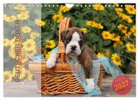 Produktbild: Deutscher Boxer 2027 (Wandkalender 2027 DIN A4 quer), CALVENDO Monatskalender