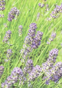 Produktbild: Lavender Blue Classic Notecard