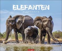 Bild vom Artikel Elefanten Kalender 2024 vom Autor 