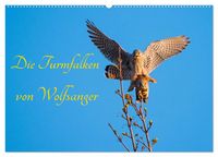 Produktbild: Die Turmfalken von Wolfsanger (Wandkalender 2026 DIN A2 quer), CALVENDO Monatskalender