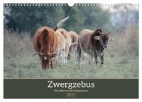 Produktbild: Zwergzebus - Die stillen Landschaftsg&auml;rtner (Wandkalender 2027 DIN A3 quer), CALVENDO Monatskalender
