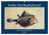 Produktbild: Antike Fischillustrationen nach Marcus Elieser Bloch (Wandkalender 2026 DIN A2 quer), CALVENDO Monatskalender