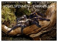 Produktbild: Vogelspinnen - Tarantulas (Wandkalender 2027 DIN A4 quer), CALVENDO Monatskalender
