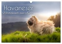 Produktbild: Havaneser - Wirbelwinde aus Kuba (Wandkalender 2026 DIN A3 quer), CALVENDO Monatskalender