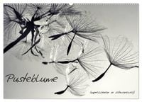 Produktbild: Pusteblume - Impressionen in schwarzwei&szlig; (Wandkalender 2027 DIN A2 quer), CALVENDO Monatskalender