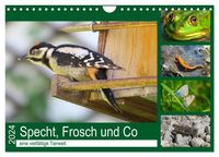 Bild vom Artikel Specht, Frosch und Co - eine vielfältige Tierwelt (Wandkalender 2024 DIN A4 quer), CALVENDO Monatskalender vom Autor Claudia Schimmack