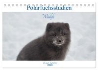 Produktbild: Polarfuchsstudien Wildlife (Tischkalender 2026 DIN A5 quer), CALVENDO Monatskalender