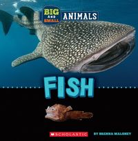 Produktbild: Fish (Wild World: Big and Small Animals)