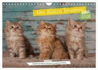 Produktbild: Die Kitten kommen. (Wandkalender 2026 DIN A4 quer), CALVENDO Monatskalender
