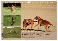 Produktbild: Rhodesian Ridgeback, Pure Lebensfreude (Wandkalender 2026 DIN A4 quer), CALVENDO Monatskalender