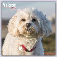 Produktbild: Maltese - Malteser 2023 - 16-Monatskalender