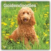 Produktbild: Goldendoodles &ndash; Goldendoodle 2027 &ndash; 16-Monatskalender