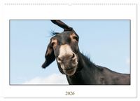 Produktbild: Esel Lebensfreude - Spa&szlig; mit Langohren (Wandkalender 2026 DIN A2 quer), CALVENDO Monatskalender