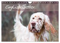 English Setter – Impressionen edler Hunde (Wandkalender 2024 DIN A4 quer), CALVENDO Monatskalender