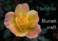 Produktbild: Madeiras Blumenwelt (Tischaufsteller DIN A5 quer)