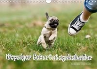 Produktbild: Mopsiger Geburtstagskalender (Wandkalender immerw&auml;hrend DIN A4 quer)