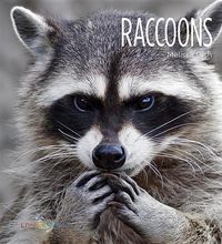 Produktbild: Raccoons