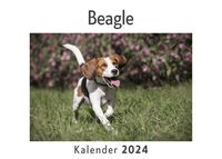 Produktbild: Beagle (Wandkalender 2024, Kalender DIN A4 quer, Monatskalender im Querformat mit Kalendarium, Das perfekte Geschenk)