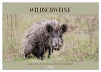 Produktbild: Wildschweine ganz nah an der Sau (Sus scrofa) von Tanja Riedel (Tischkalender 2026 DIN A5 quer), CALVENDO Monatskalender