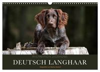 Produktbild: Faszination Jagdhund - Deutsch Langhaar (Wandkalender 2027 DIN A3 quer), CALVENDO Monatskalender