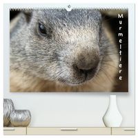 Produktbild: Murmeltiere (hochwertiger Premium Wandkalender 2026 DIN A2 quer), Kunstdruck in Hochglanz