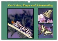 Produktbild: Zwei Leben, Raupe und Schmetterling (Wandkalender 2026 DIN A3 quer), CALVENDO Monatskalender