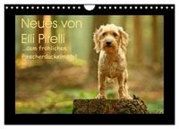 Produktbild: Neues von Elli Pirelli, dem fr&ouml;hlichen Pinscherdackelm&auml;del (Wandkalender 2025 DIN A4 quer), CALVENDO Monatskalender