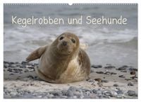 Produktbild: Kegelrobben und Seehunde (Wandkalender 2026 DIN A2 quer), CALVENDO Monatskalender