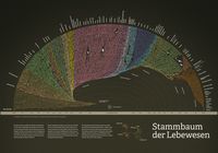 Produktbild: Stammbaum der Lebewesen