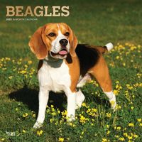 Produktbild: Beagles 2023 Square Foil