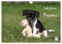Produktbild: Welpen - Puppies (Wandkalender 2026 DIN A4 quer), CALVENDO Monatskalender