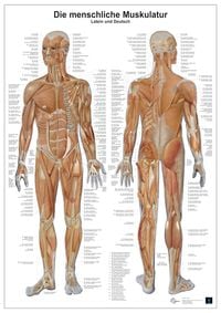 Produktbild: Anatomie Lerntafeln - Die menschliche Muskulatur