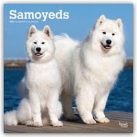 Produktbild: Samoyeds &ndash; Samojede 2027 &ndash; 16-Monatskalender
