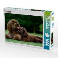 Produktbild: CALVENDO Puzzle Neufundl&auml;nder | 1000 Teile Lege-Gr&ouml;&szlig;e 64x48cm Foto-Puzzle f&uuml;r gl&uuml;ckliche Stunden