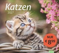 Produktbild: times&more Katzen Bildkalender 2027
