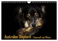 Produktbild: Australian Shepherd - Traum auf vier Pfoten (Wandkalender 2026 DIN A4 quer), CALVENDO Monatskalender