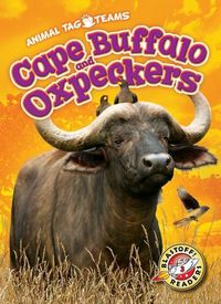 Produktbild: Cape Buffalo and Oxpeckers