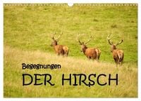 Produktbild: Begegnungen. DER HIRSCH (Wandkalender 2026 DIN A3 quer), CALVENDO Monatskalender